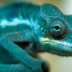 Image for article titled Scientists Have Worked Out How Chameleons Change Color
